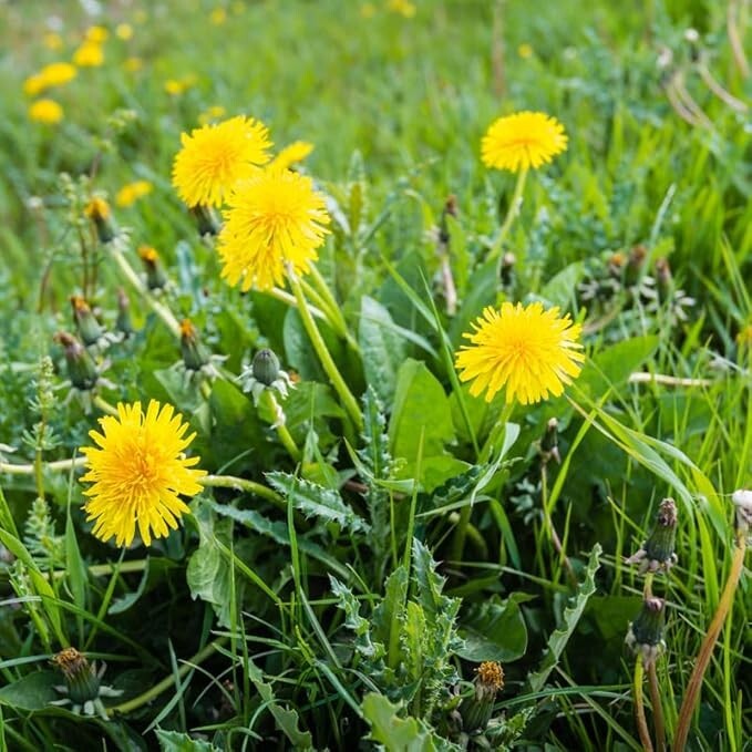 Dandelion Live Plant 3-6 Inch Tall in 4 Inch Pot – Live Dandelion Plants