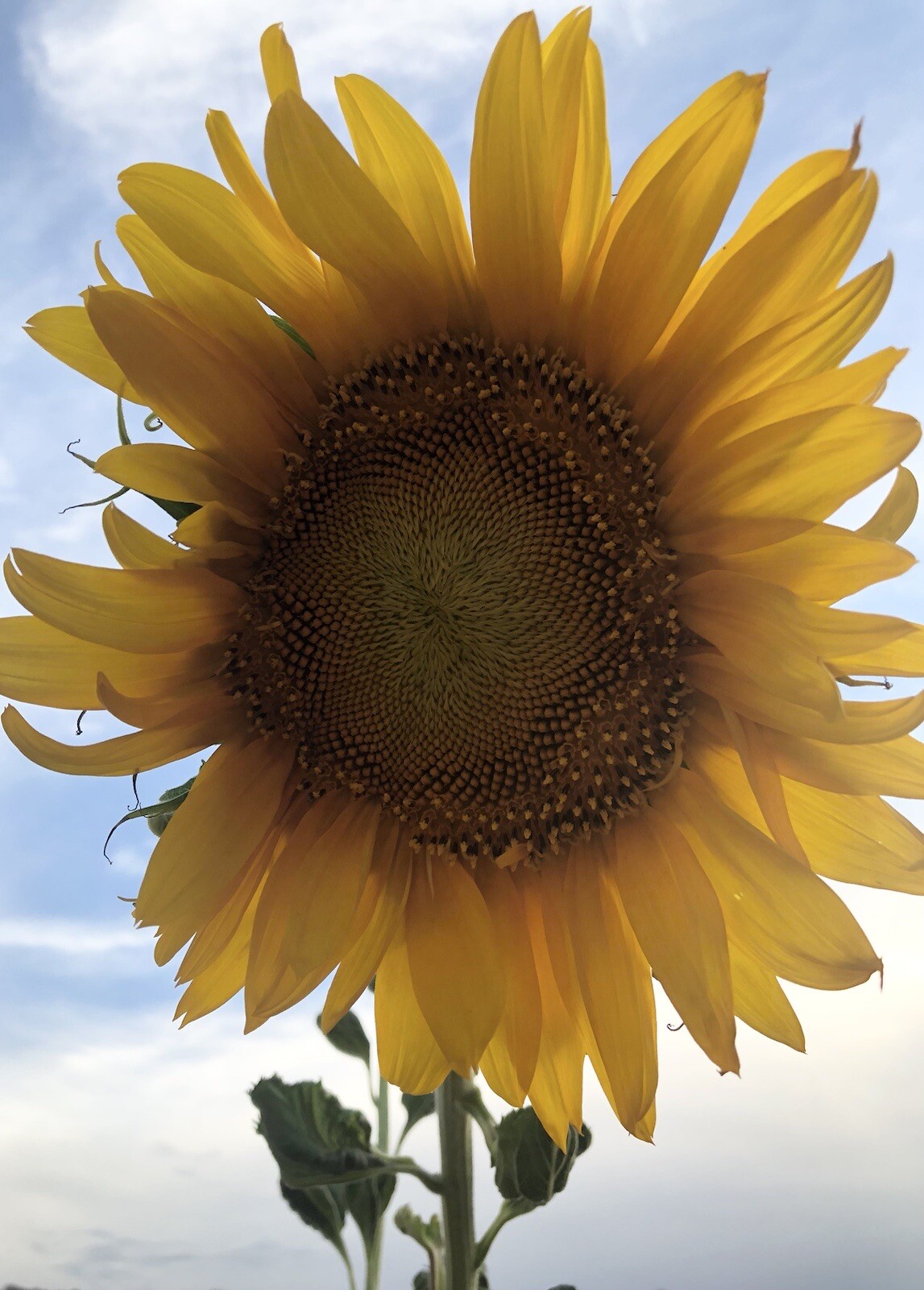 100 Seeds MAMMOTH Grey Stripe Sunflower Non-GMO Heirloom Fresh US Garden SEEDS