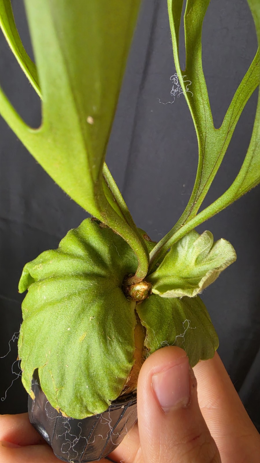 RARE Platycerium Ridleyi “Nano” USA SELLER