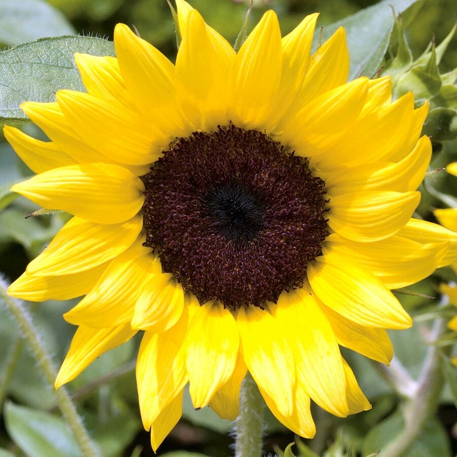 Lemon Queen Sunflower Seeds 50+ Annual Cut Flower YELLOW BLOOMS FREE SHIPPING