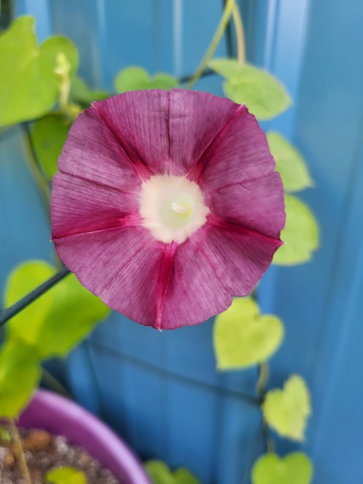 Japanese Morning-Maroon Mist-Annual-10 Seeds-Grown in my yard-2023