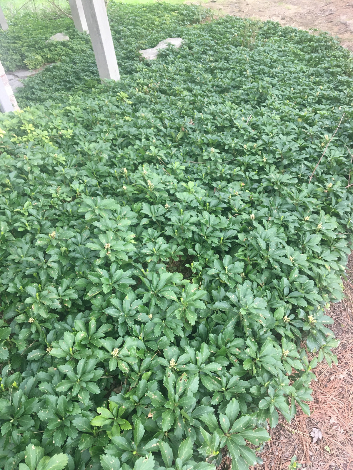 Pachysandra terminalis 54 Plants in 2.5 inch pots
