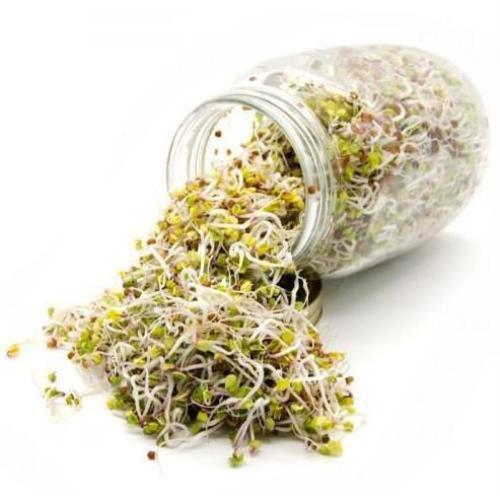 Zesty Bean Sprouting Seed Blend – Organic – Non Gmo – Heirloom Seeds