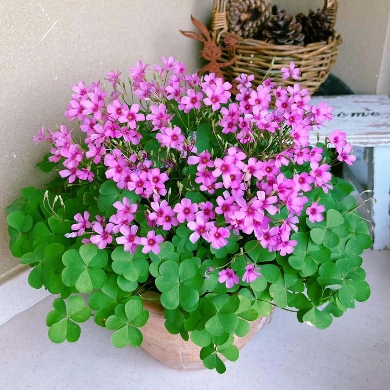 24 Pack Iron Cross Shamrock Plant Bulbs, Live Oxalis Bulbs for Indoor Outdoor Ga