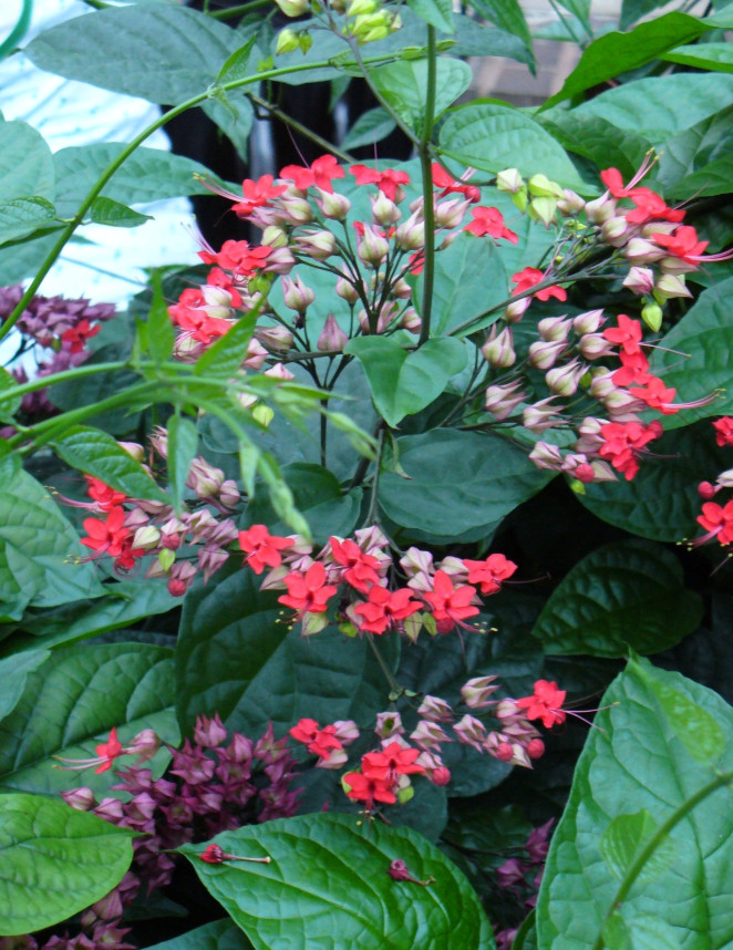 Set 2 Red Bleeding Heart Vine Plant – 4-6″ Tall – Tropical Climbing Flower Vine