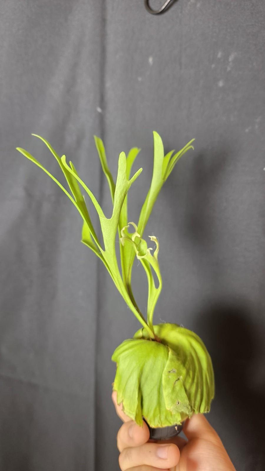 RARE Platycerium Ridleyi “Nano” USA SELLER