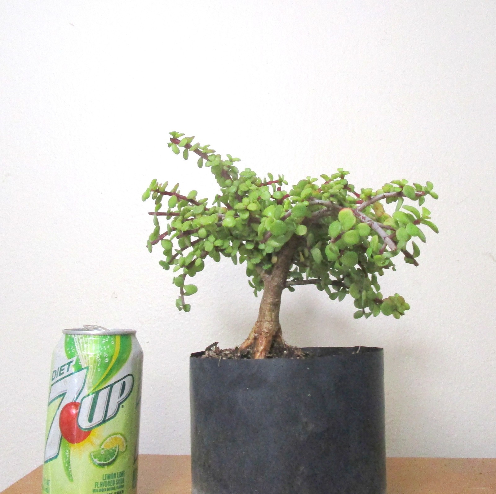 Fat Portulacaria Jade Crassula plant for shohin mame bonsai tree thick trunk