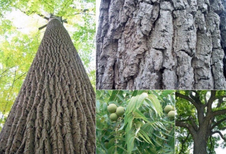 1-2 year old Black walnut tree, Julans Nigra, edible nuts plus Timber wood 12″+