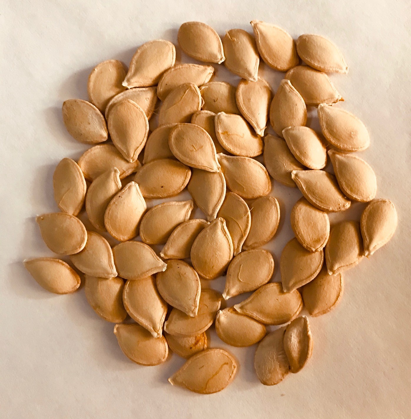25 CARNIVAL Winter Squash Seeds Fresh Picked 2025 Maturity 110 Days Full Sun