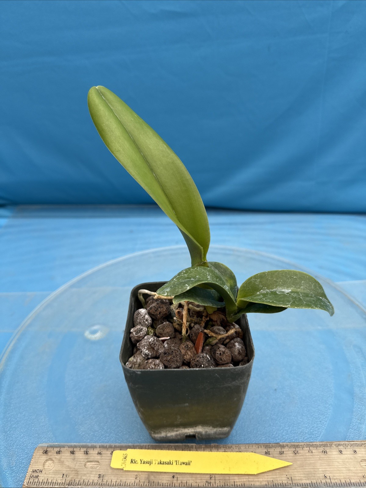 Cattleya Rlc Yasuji Takasaki Orange Red ‘Hawaii’ Fragrant Orchid Hybrid 4” Pot
