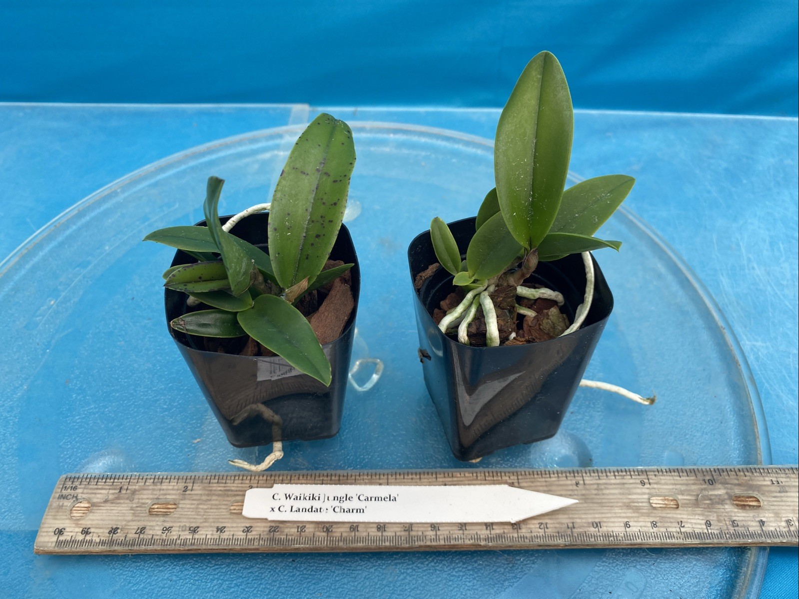 Cattleya Waikiki Jungle X Landate Spotty Charm Large Fragrant Flowers 2” Pot