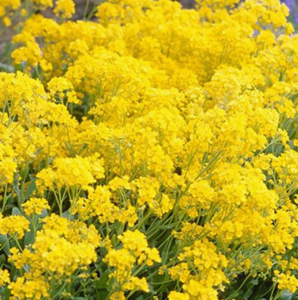 200+ SEEDS-Alyssum Basket of Gold Seeds BUY2GET1FREE! Free Shipping