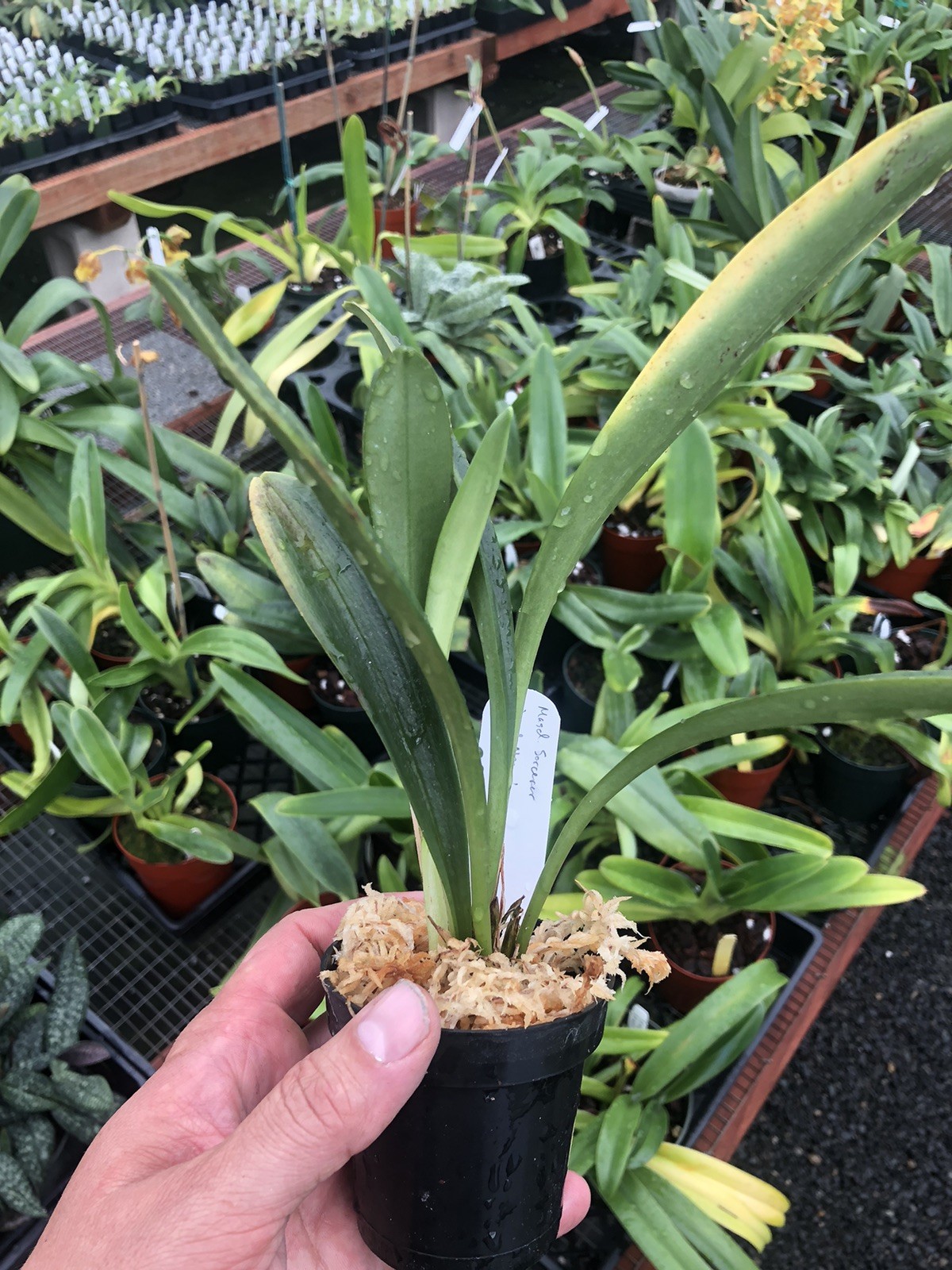 Masdevallia Sorcerer ‘Red Moon’ Easy Grower Great Color