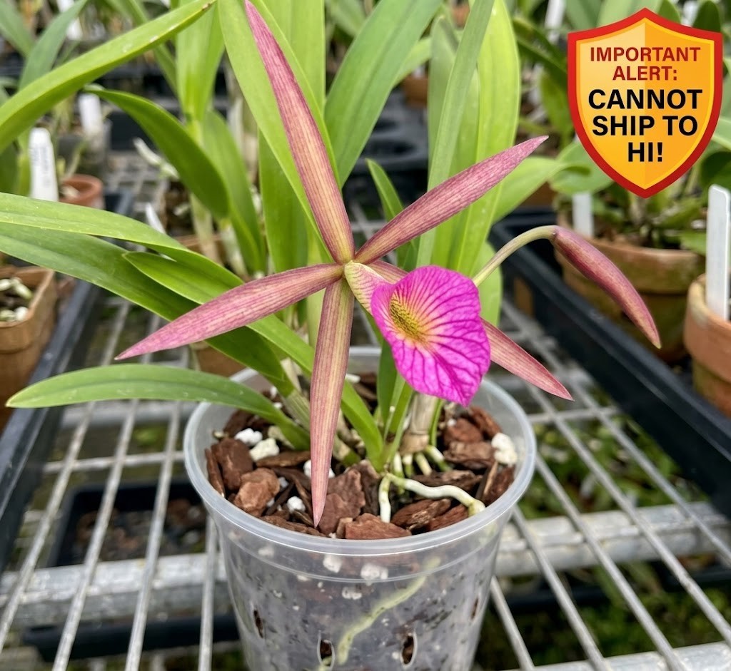 Bc Hamlyn’s Magic Leilani Orchid Live Plant 4″ Pot Fragrant Bronze Pink Bloom