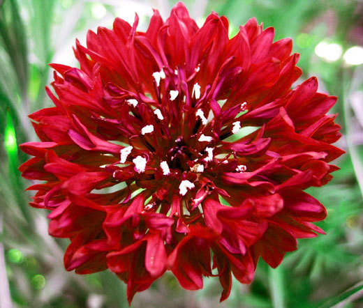 CORNFLOWER BACHELOR’S BUTTON RED Centaurea Cyanus – 5,000 Bulk Seeds