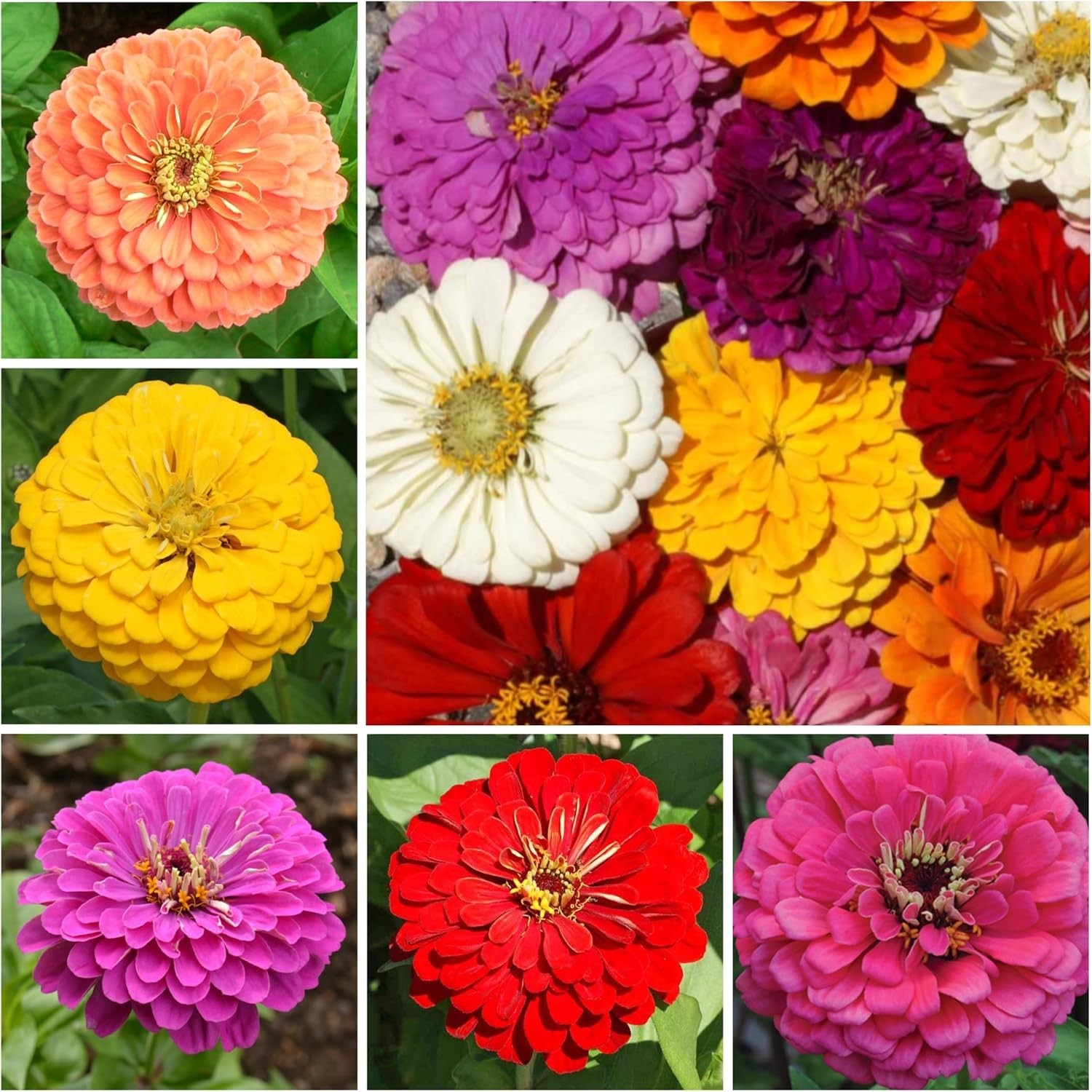 Seed Needs Butterfly Garden Seed Packet Variety Collection – 4 Unique Varieties