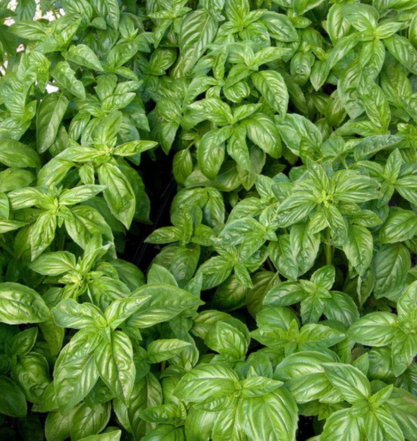 Live Sweet Basil Herb Plant – 8″ Tall – 4″ Pot – Fresh Culinary Herb