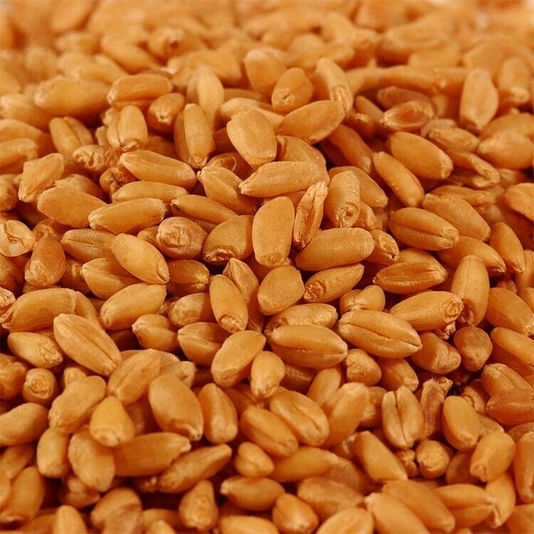 Wheat Grass / Cat Grass Seeds ~ Non-GMO Heirloom ~ Amounts up to 15 LBS BULK