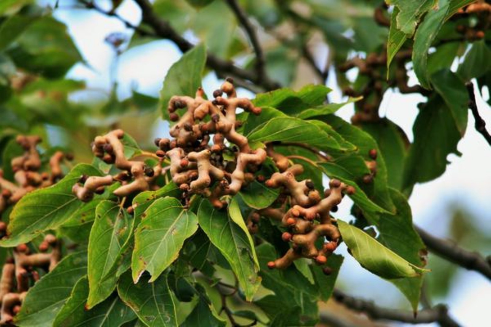 8-12″ tall Japanese Raisin Tree (Hovenia dulcis) plant