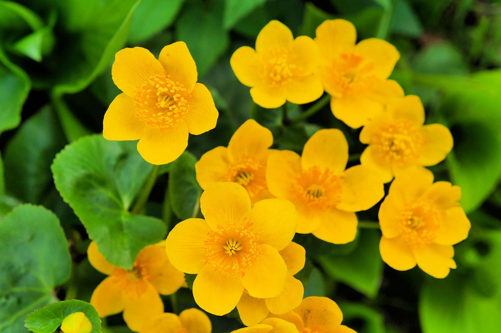 Marsh Marigold Seeds for Planting – 50 Seeds – Caltha palustris – Heirloom & Ope