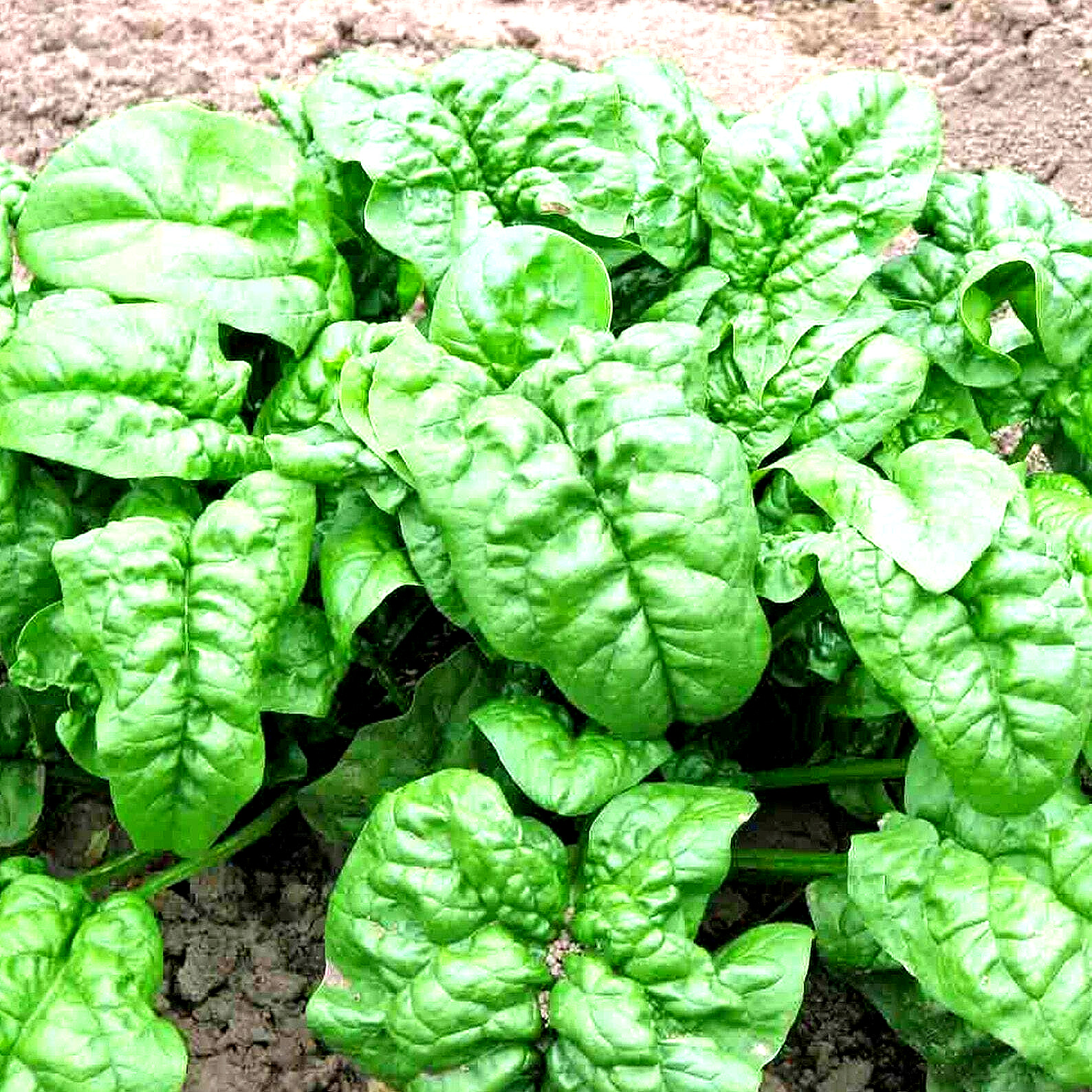 300+ SPINACH BLOOMSDALE SEEDS AUTUMN GIANT GARDEN VEGETABLE SALAD HEIRLOOM USA