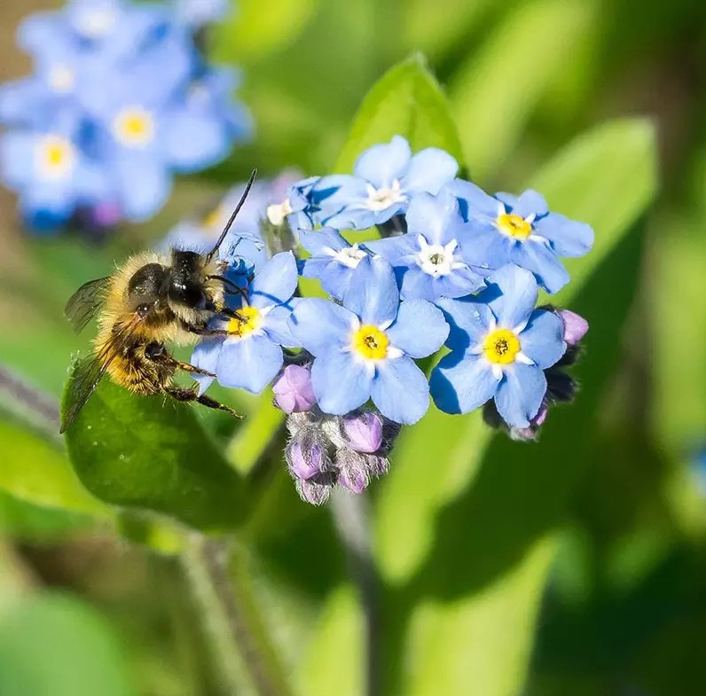 100+ Forget Me Not Seeds – Early Bloom – Perennial – NON GMO ————- FRESH