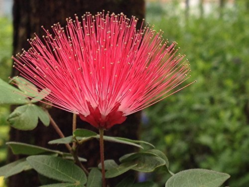 RED DWARF Powder Puff Flowering Shrub Plant Unique Red Bloom Attract Hummingbird