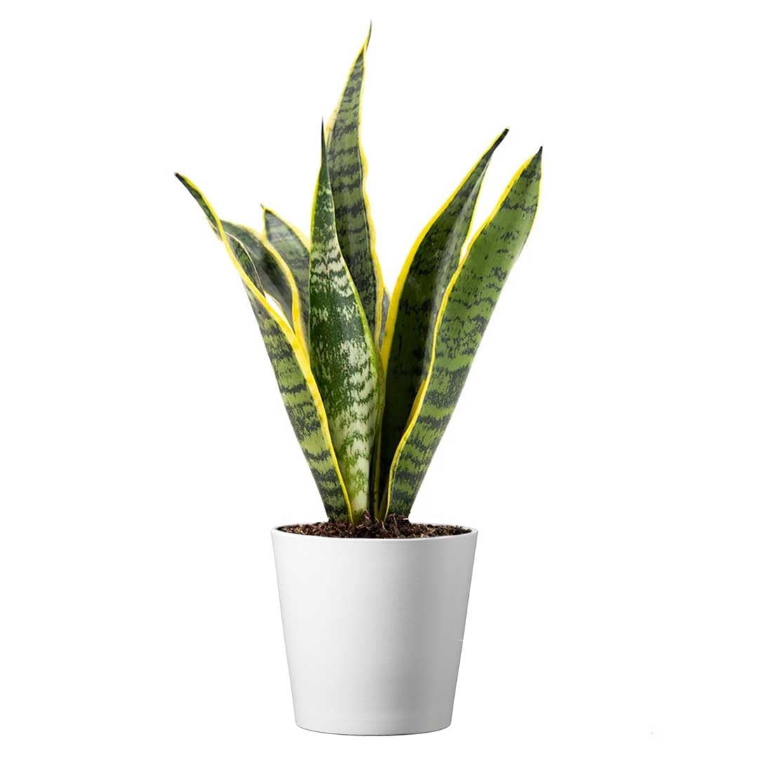 Snake Plant in 4Inch Pot Live Indoor Houseplant, Air Purifying & Easy Care