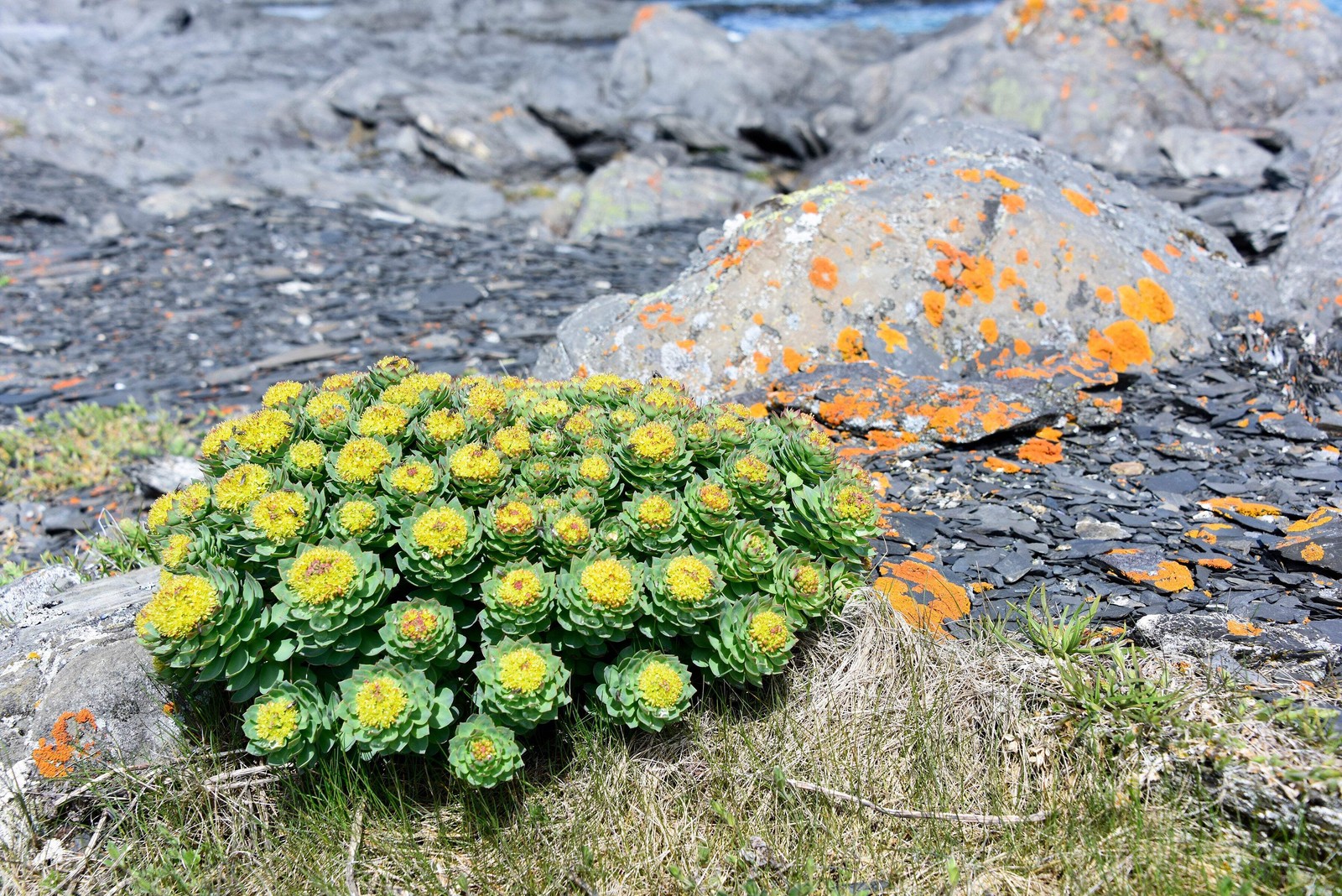 25 ROSEROOT STONECROP Golden Rose Root Sedum Rhodiola Rosea Yellow Flower Seeds