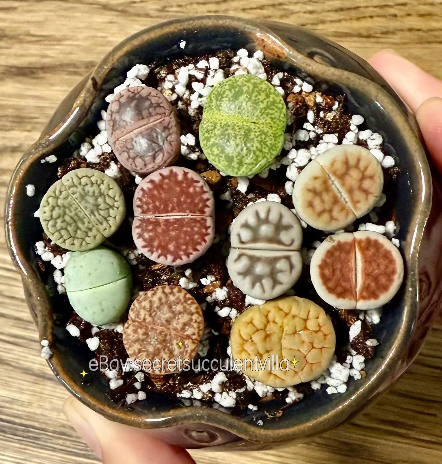 10 Assorted 0.5″ Lithops (Living Stones) — 2-Year-Old Healthy Succulent Mix