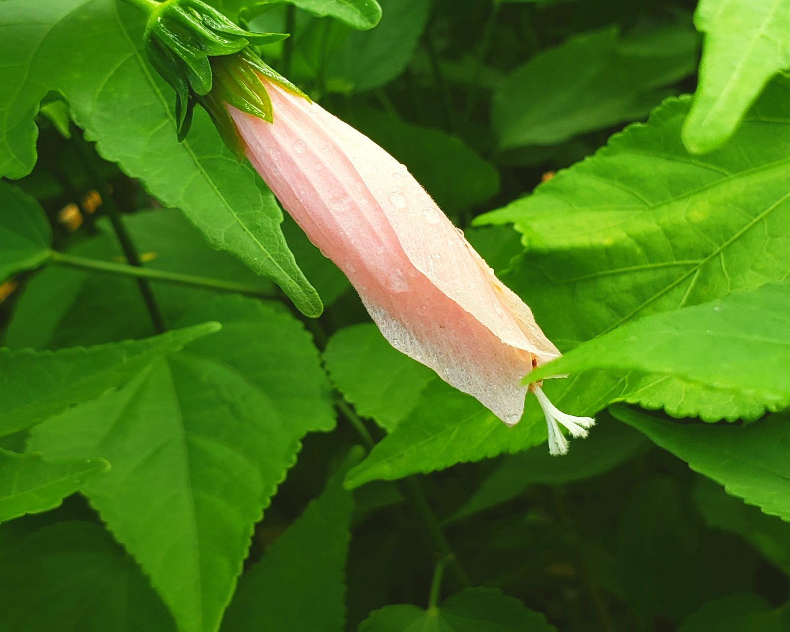 Turks Cap Sleeping Heirloom Hibiscus Live Plant Unusual Pink Bloom Starter Sz 4