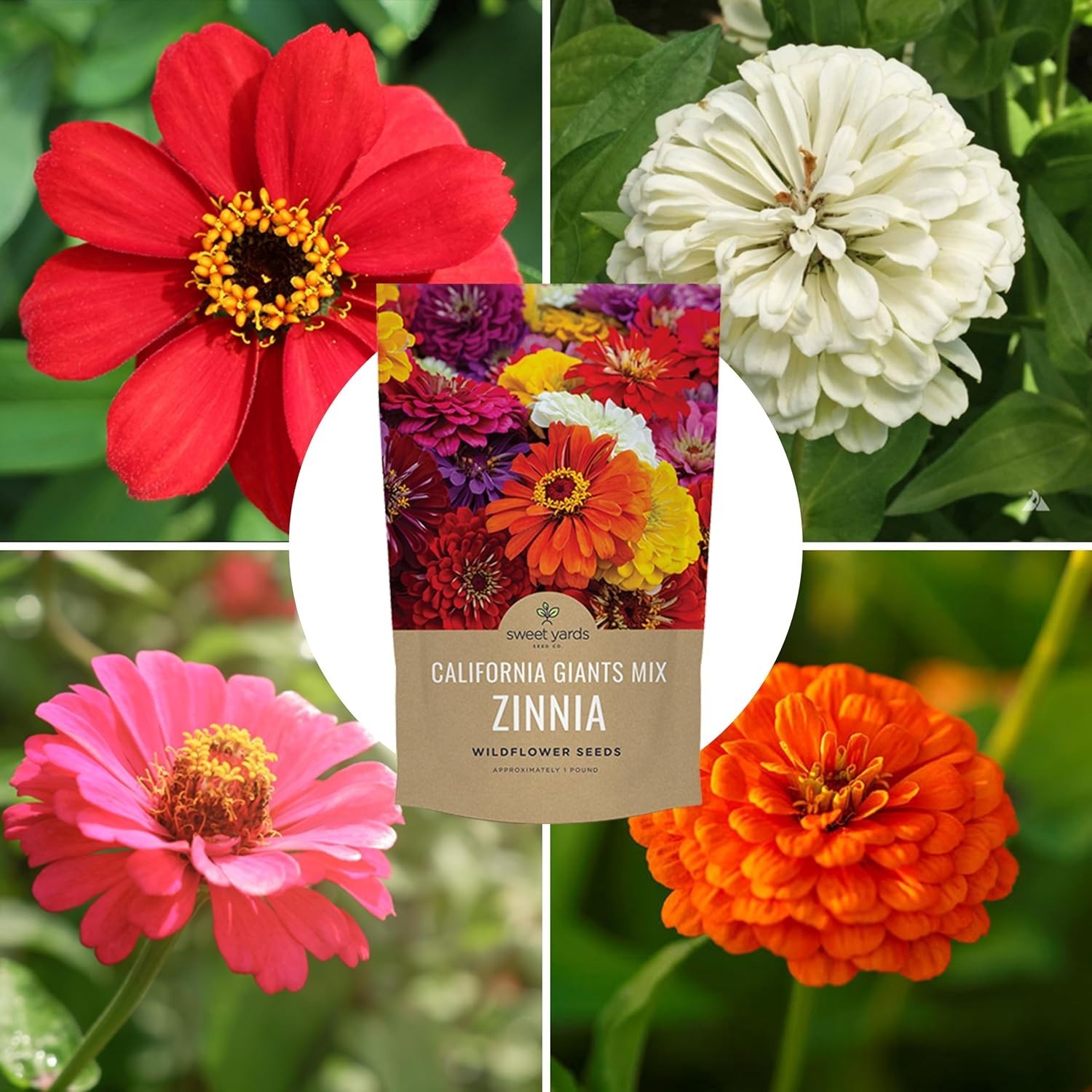 Zinnia California Mix – Over 48,000 Seeds