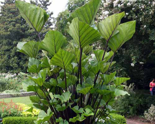 Colocasia – Tea Cup Elephant Ear – 1 Gallon Size Currently 2 to 3 FEET Tall