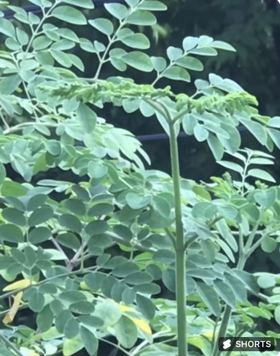 A Cup Moringa TREE Live Plant 5- 10”TREE OF LIFE FRESH Food Forest Permaculture