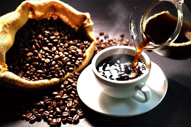 Yemeni Coffee Bean Tree Seeds (25) / Mocca Peaberry / Sa’Dah Governate / RARE
