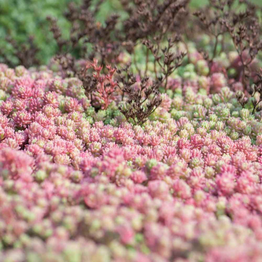 2000 Seeds Sedum Hispanicum Drought Tolerant Spanish Stonecrop Ground Cover