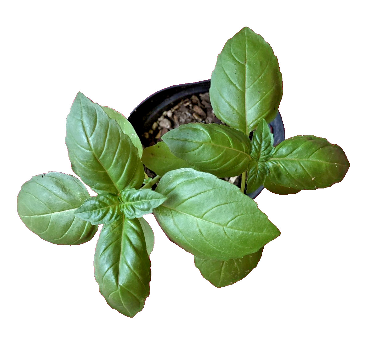 Live Fresh Basil Herb Plant – Free Shipping!