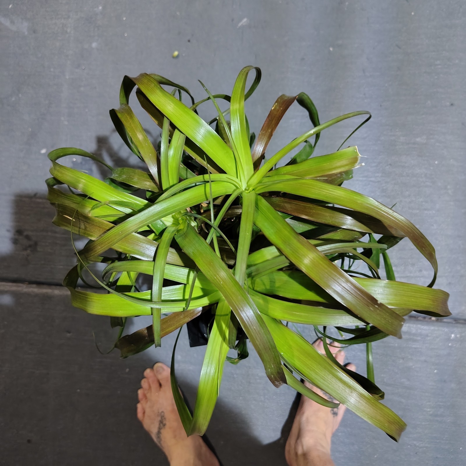Ponytail Palm (Beaucarnea) Live Potted Houseplant Green 12 in, Red Pot
