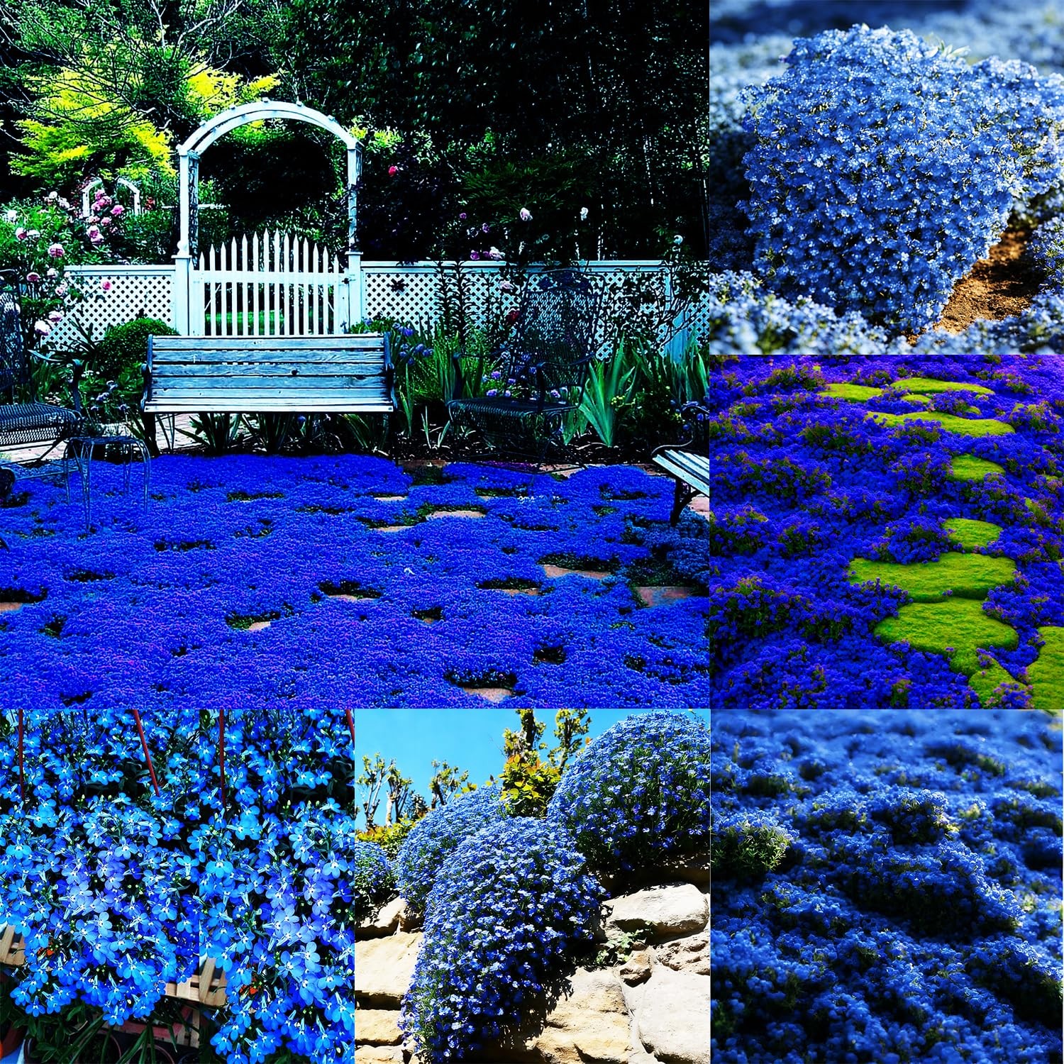 Blue Woolly Thyme Seeds,20001+ Blue Creeping Thyme Seeds Ground Cover