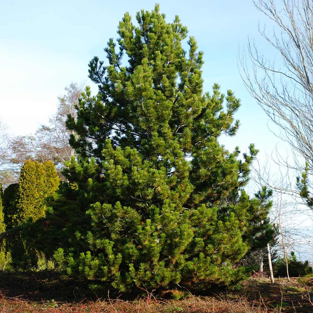 50+ Austrian Pine Tree Seeds – Pinus nigra Evergreen Conifer