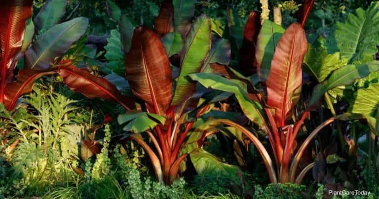 **RED ABYSSINIAN**Ensete Maurelii**AKA False Red Tropical Musa Banana Tree**USA*