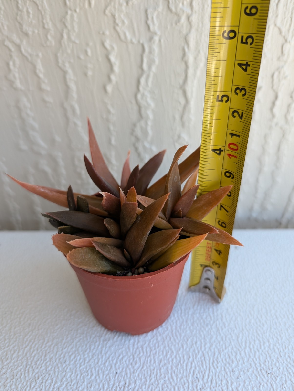 Alworthia ‘Black Gem’ Succulent Plant Rooted 3″ Pot