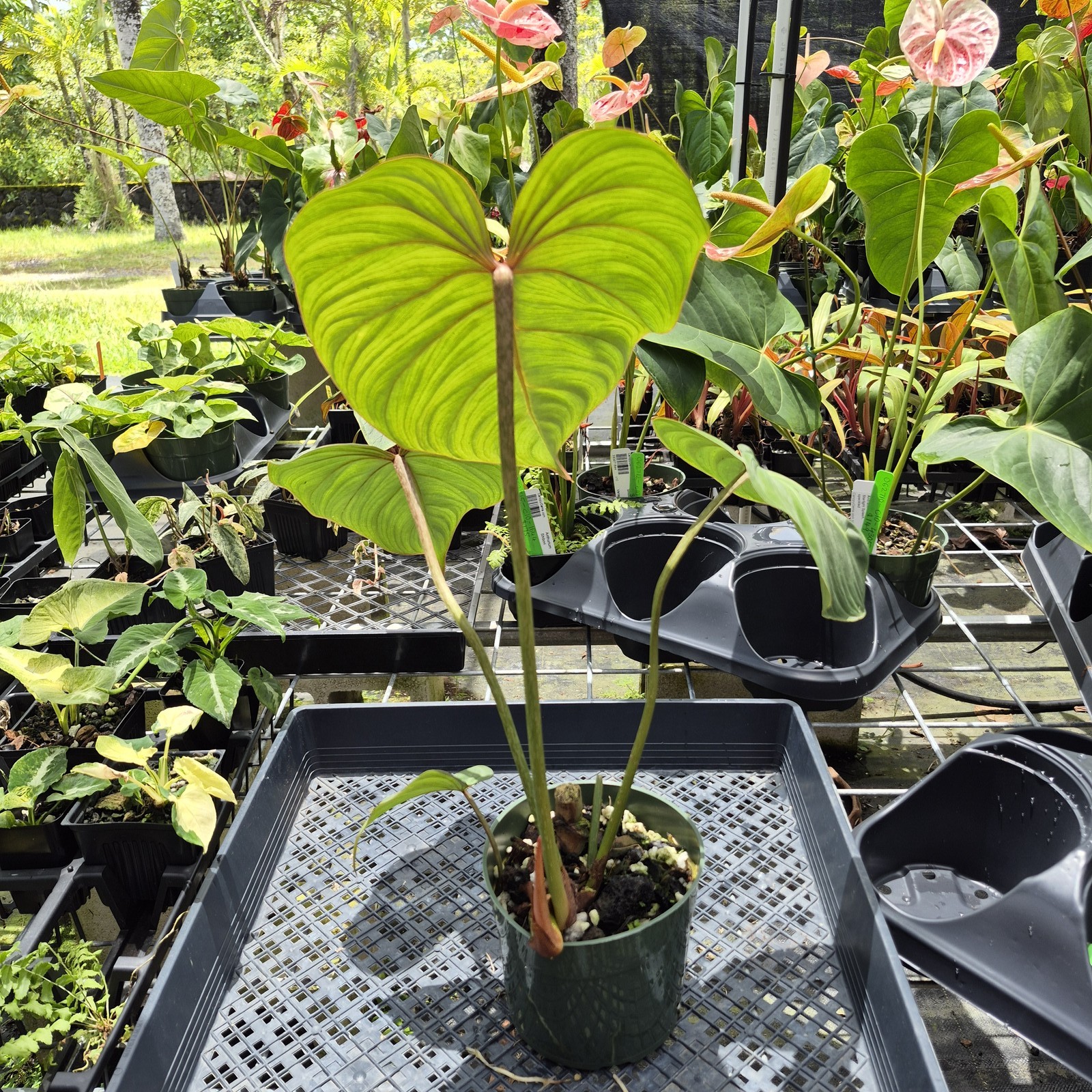 Philodendron Gloriosum, Pink Veined Back, Exact Plant Ships Nationwide