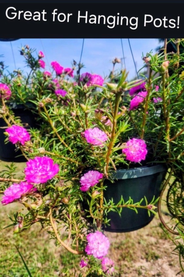 Rare Moss Rose Rooted Cuttings – Multi-Color Heat-Loving Succulent Plants