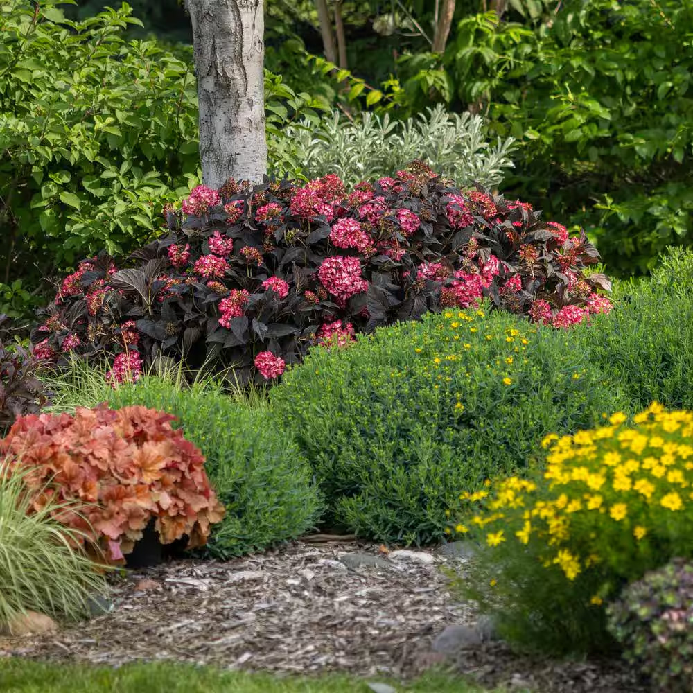 2 Gal. Eclipse Bigleaf Hydrangea Shrub with Dark Purple Foliage and Cranberry Fl