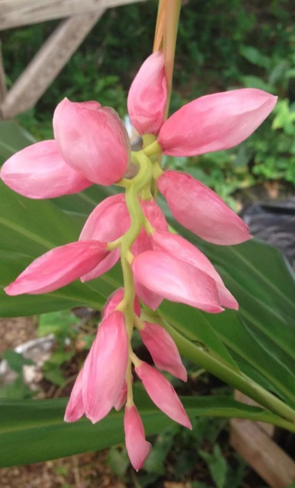 2 Pink Perfection Shell Ginger rhizomes, Alpinia hainanensis, Free Shipping!