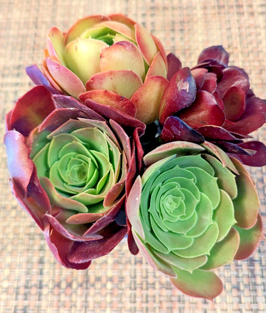 QUARTET (= A SET OF 4 DIFFERENT) AEONIUM CUTTINGS – 2″ (= 5 CM) DIAMETER