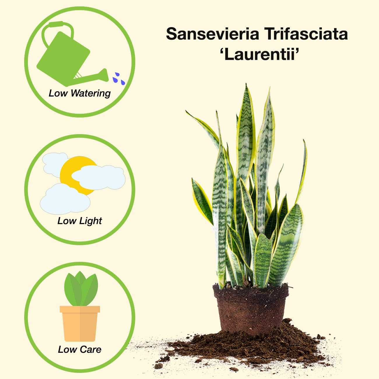 16in Snake Plant (Sansevieria Trifasciata Laurentii)