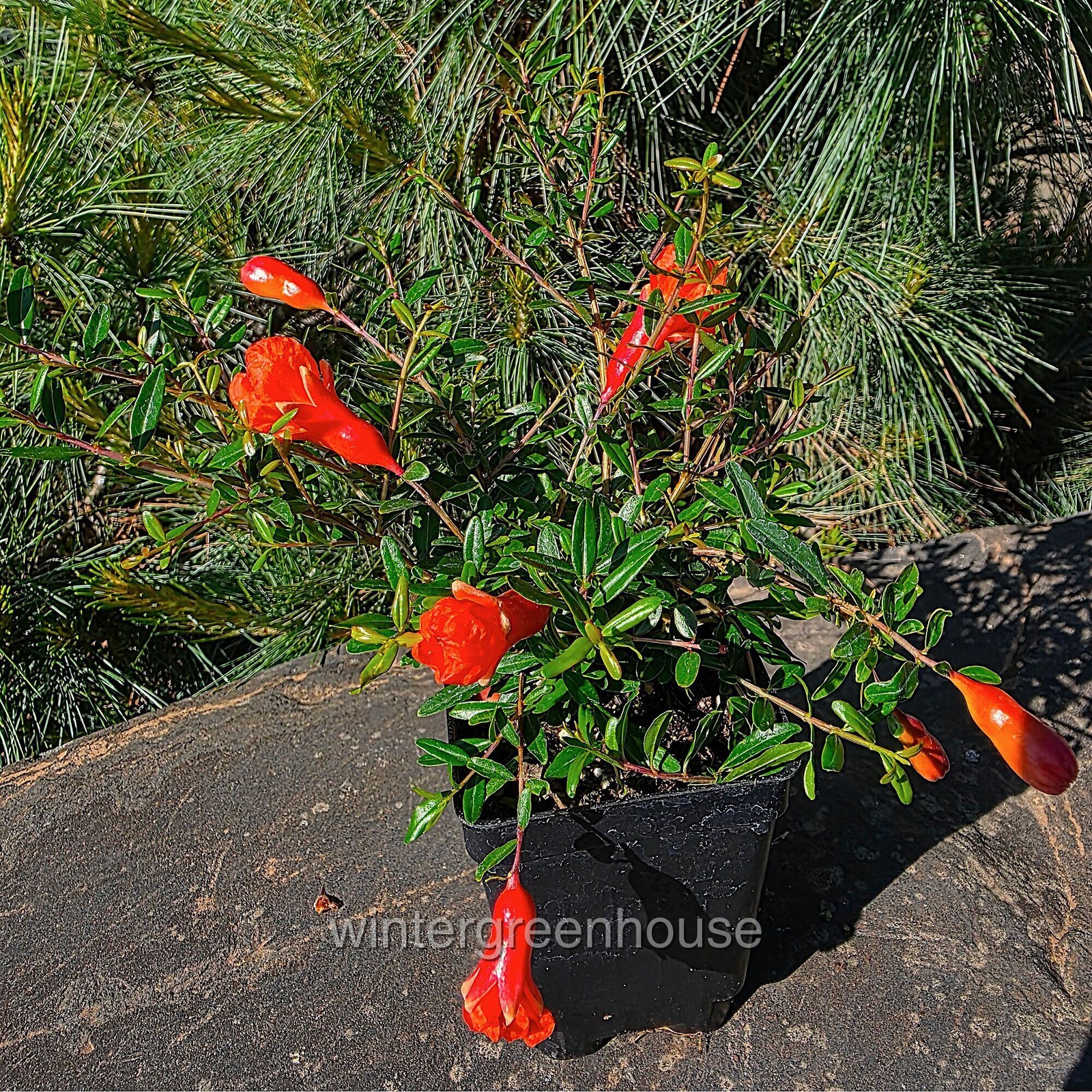 Punica granatum nana, Bush, Dwarf Pomegranate, Container Size: 3″ (2.6×3.5″)