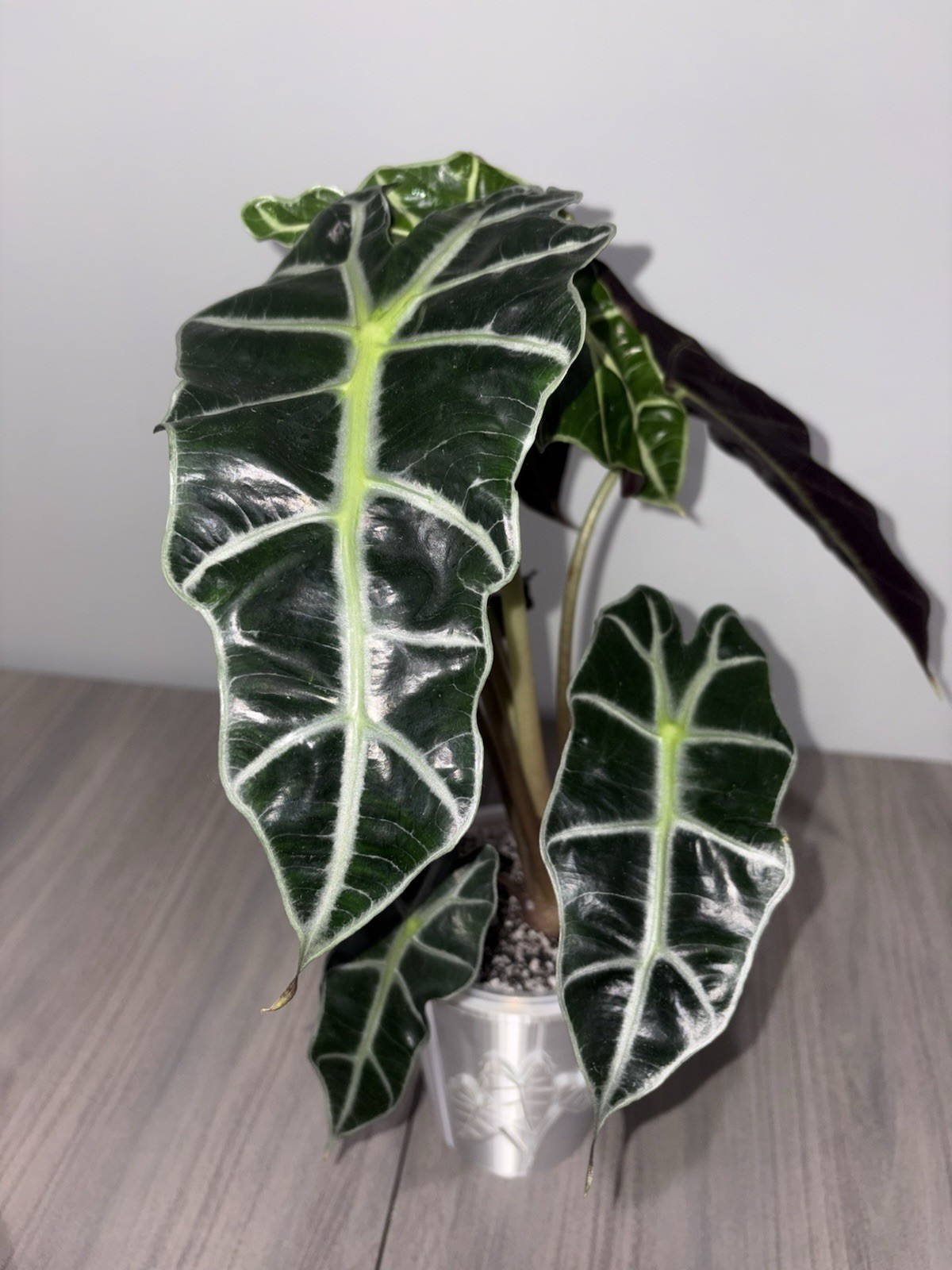 1 Alocasia Polly Corm